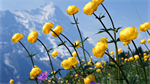 Fond d'cran gratuit de Fleurs - Fleurs sauvages numro 65896